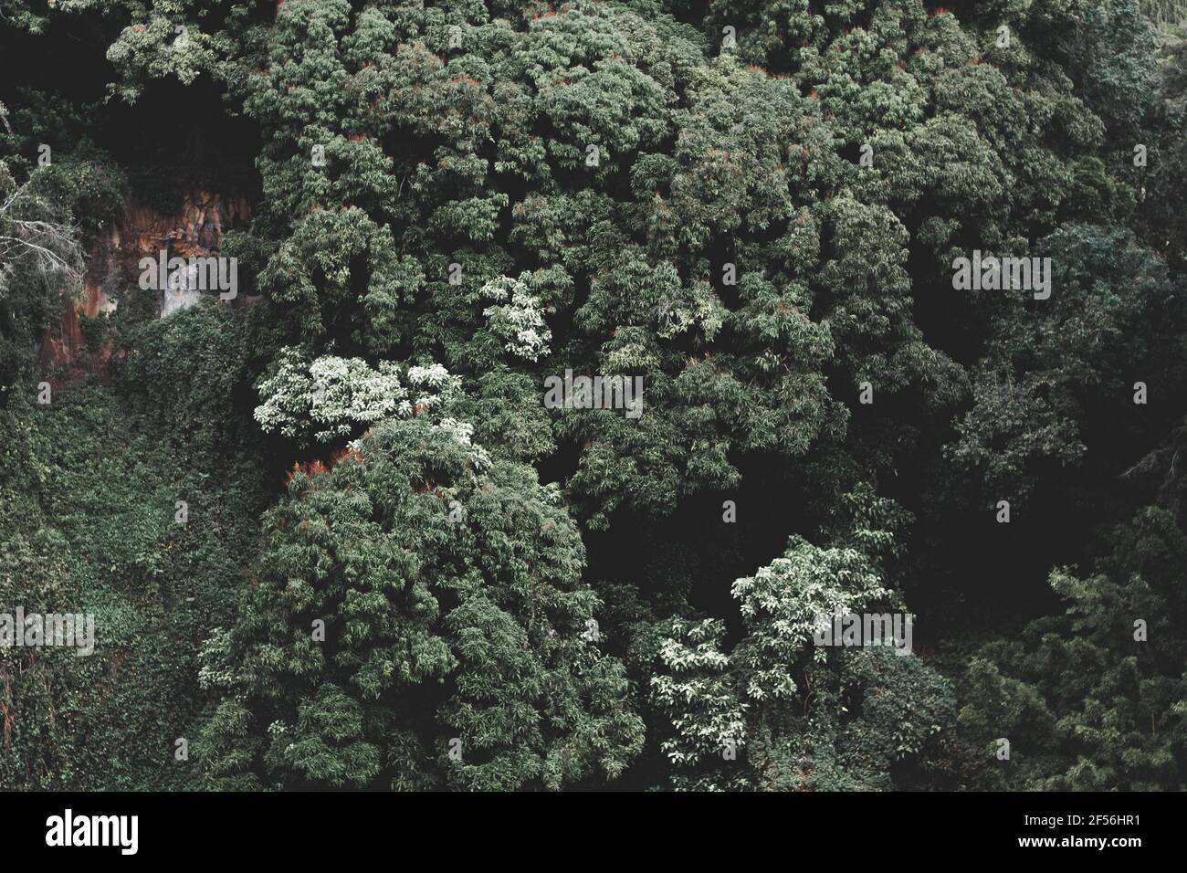 Closeup shot trees plants hi-res stock photography and images - Alamy