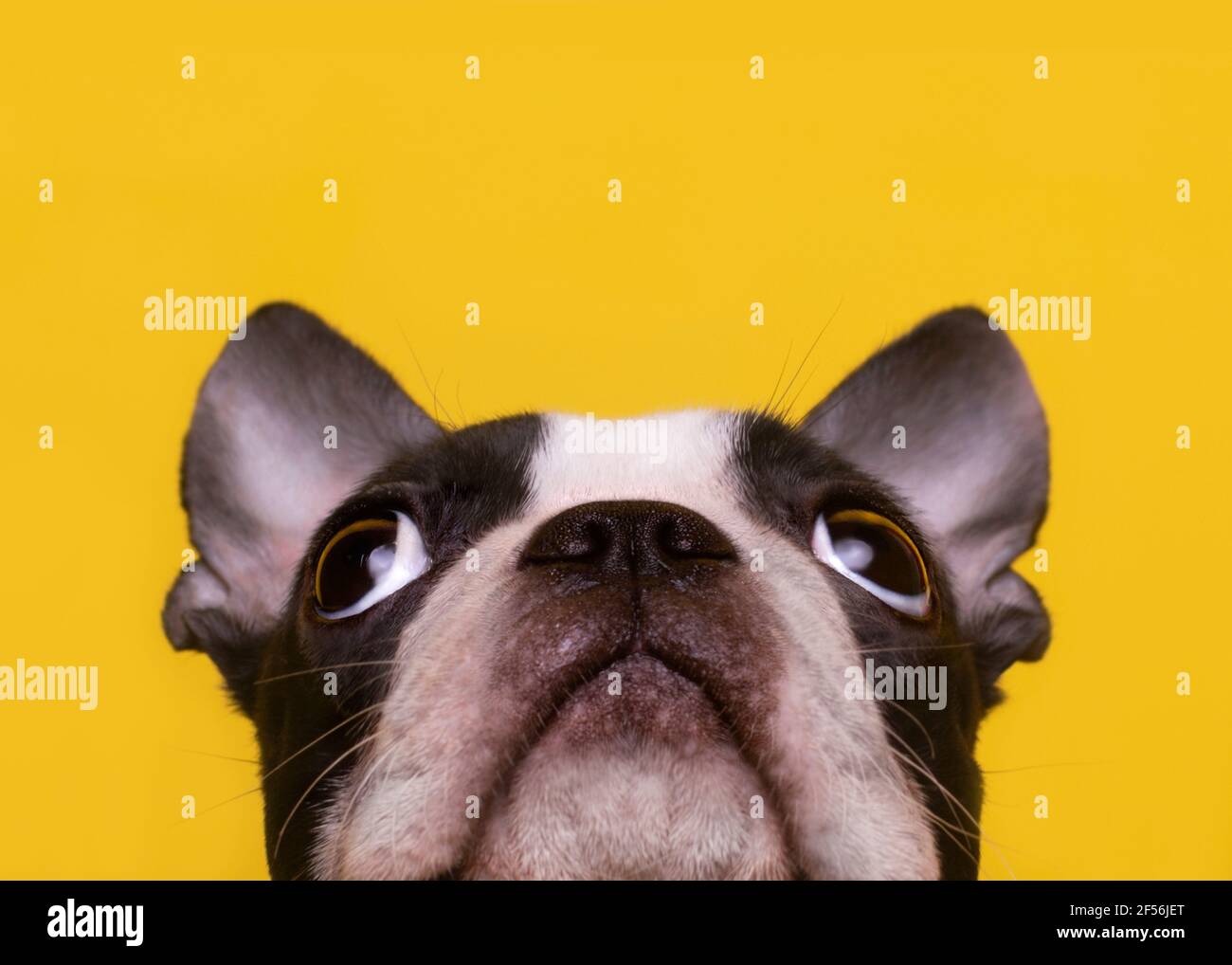 Head of Boston Terrier puppy looking up Stock Photo