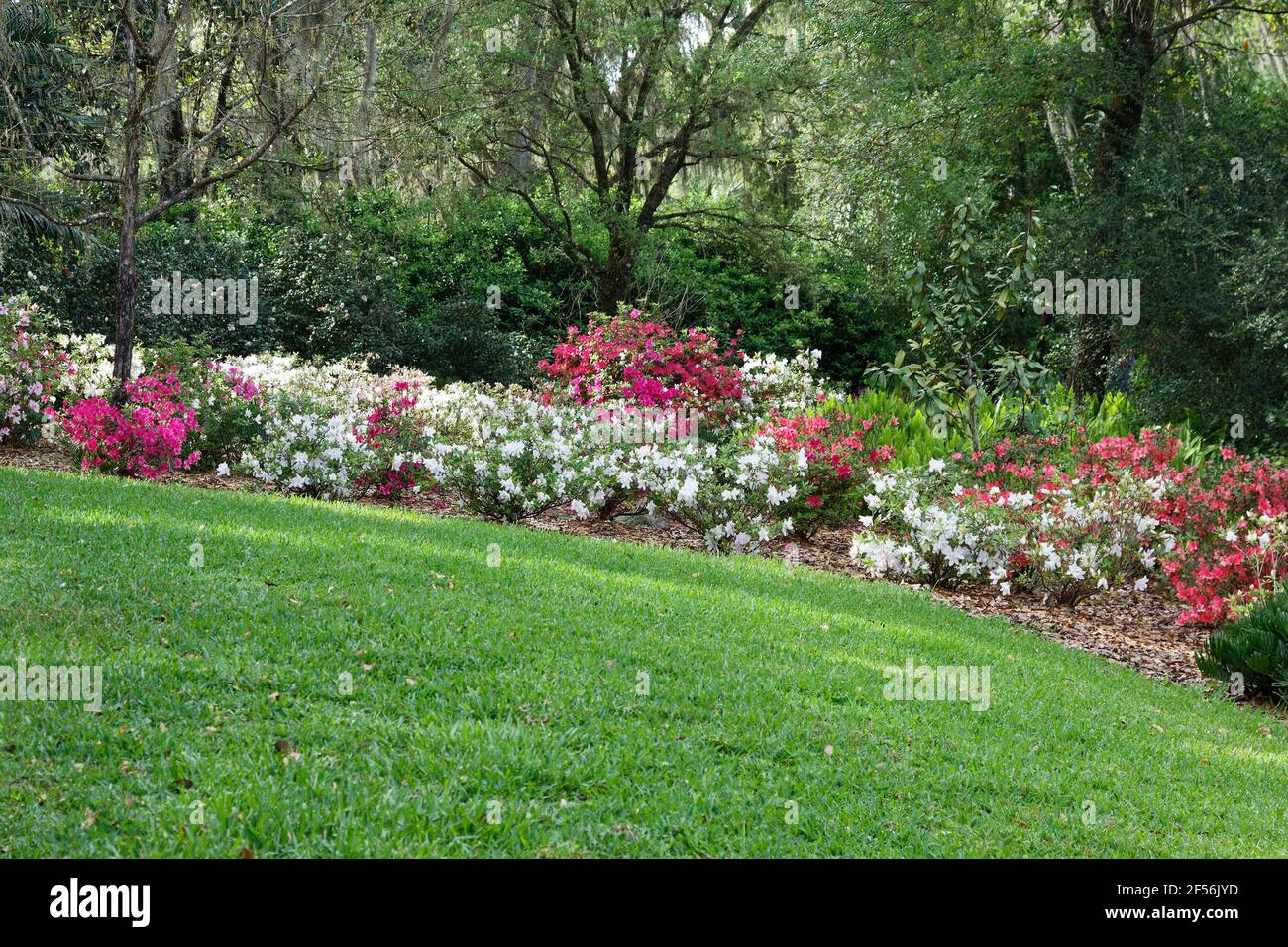 garden scene, azaleas blooming, flowers, trees, green grass, Florida ...
