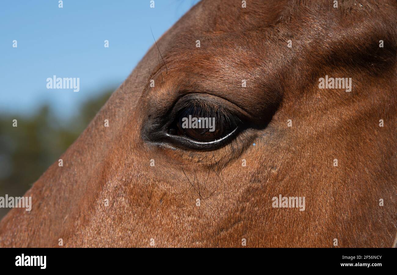 A horses eye on Cape Cod, USA Stock Photo