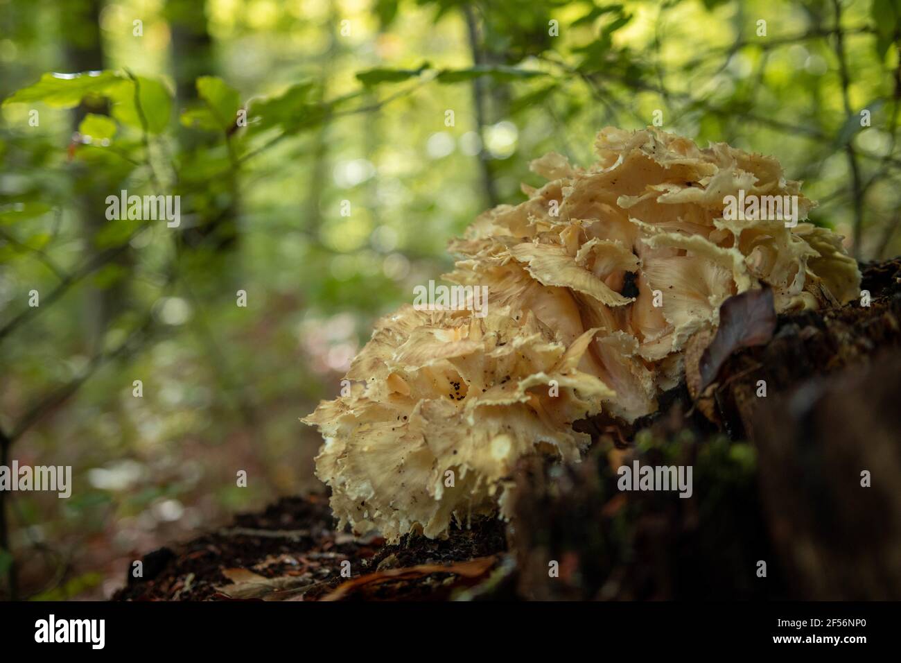 Closeup shot of cauliflower fungus growing in a forest Stock Photo - Alamy