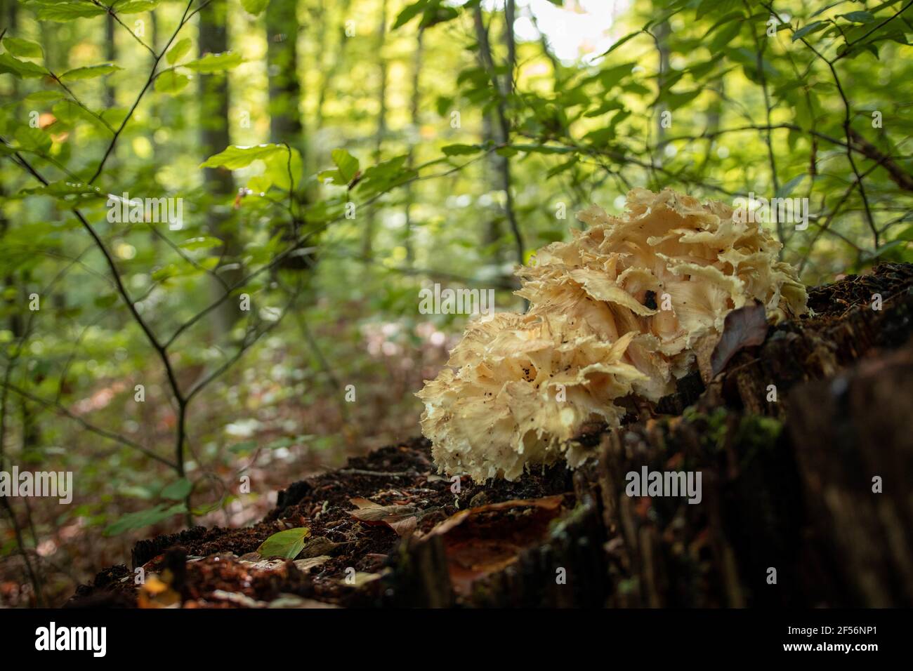 Closeup shot of cauliflower fungus growing in a forest Stock Photo - Alamy