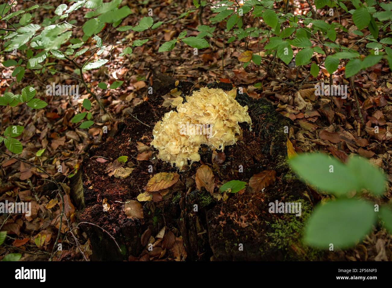 Closeup shot of cauliflower fungus growing in a forest Stock Photo - Alamy