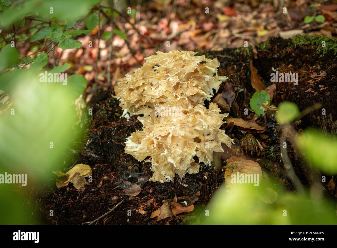Closeup shot of cauliflower fungus growing in a forest Stock Photo - Alamy