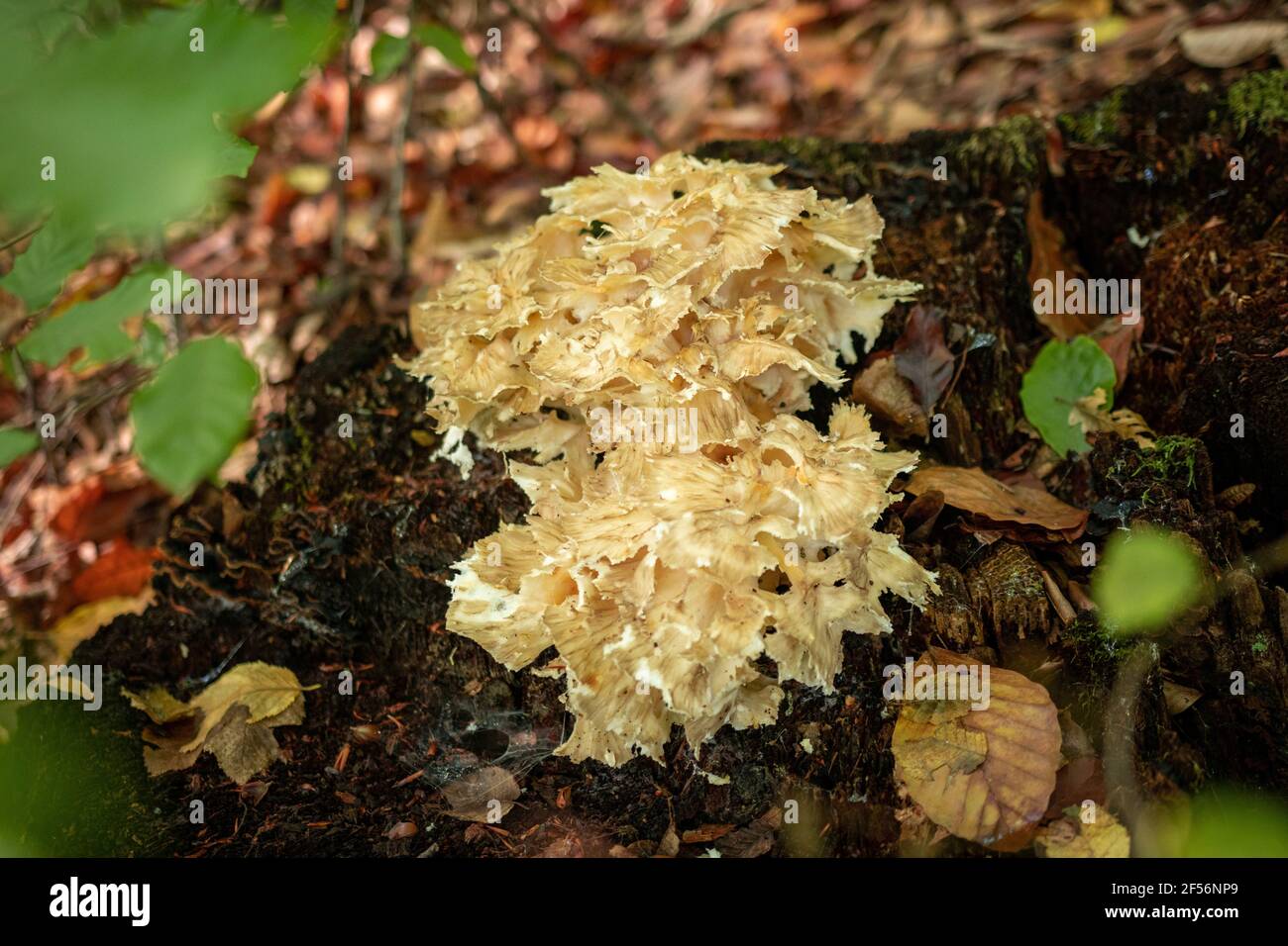Closeup shot of cauliflower fungus growing in a forest Stock Photo - Alamy