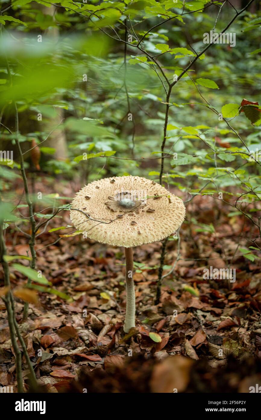 Vertical shot of a parasol mushroom growing in a forest Stock Photo - Alamy