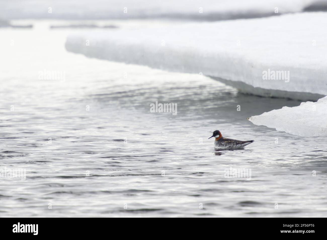 Red-necked Phalarope - male on frozen lakePhalaropus lobatus Lake Myvatn Iceland BI029119 Stock Photo