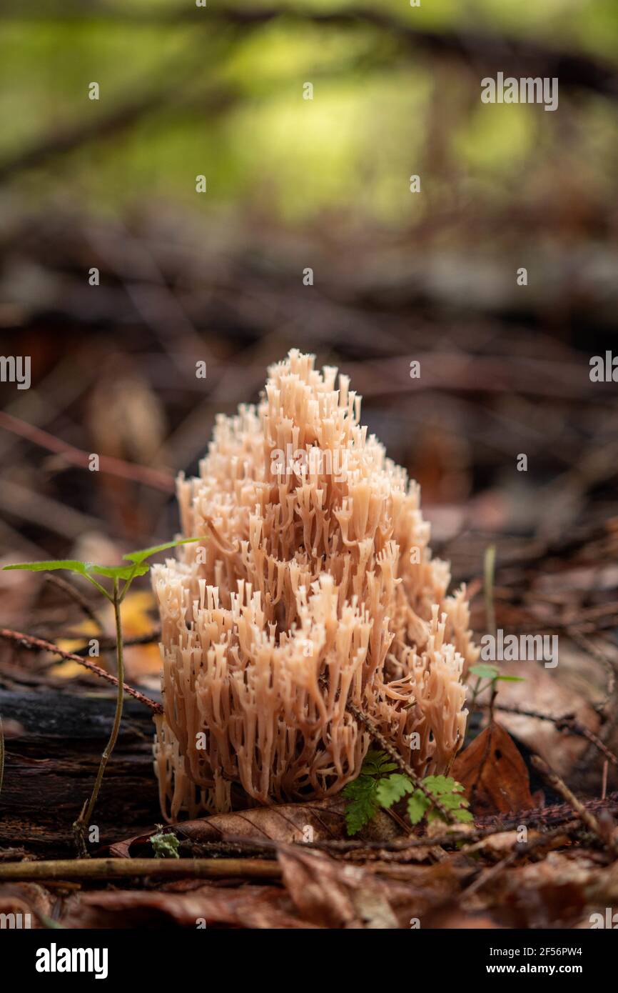 Vertical shot of ramaria fungus growing in a forest Stock Photo