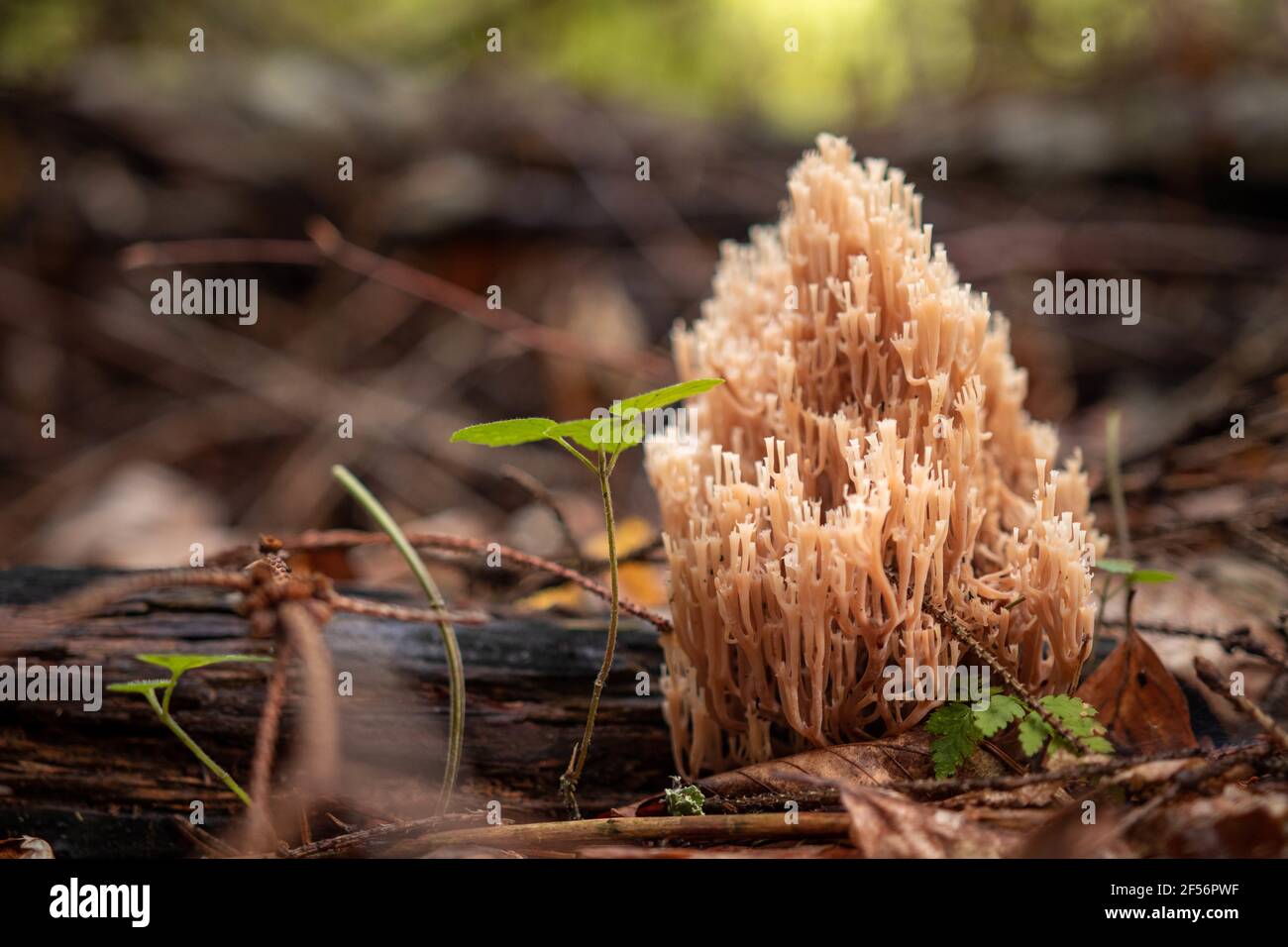 Closeup shot of ramaria fungus growing in a forest Stock Photo