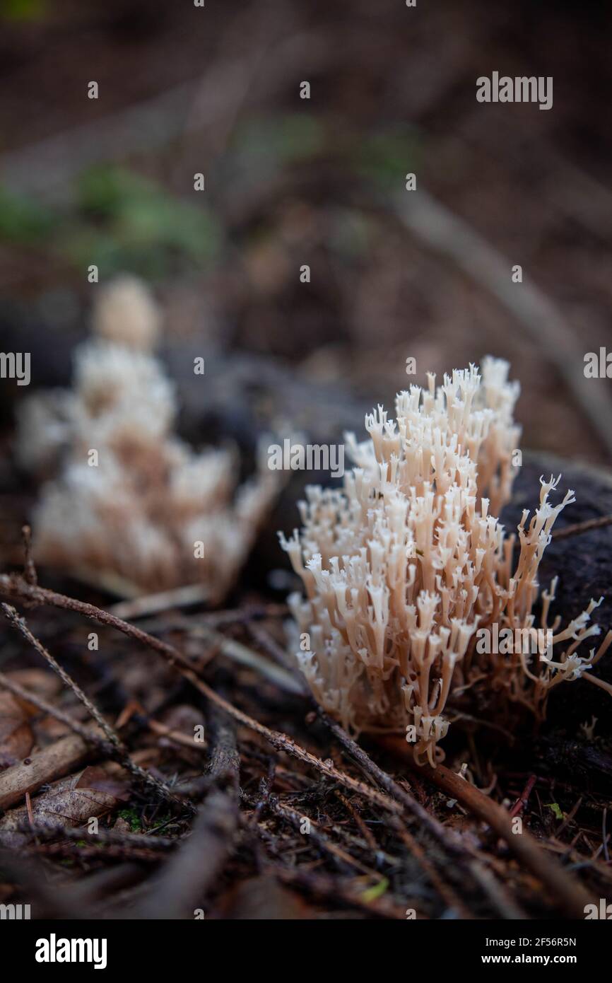 Vertical shot of ramaria fungus growing in a forest Stock Photo