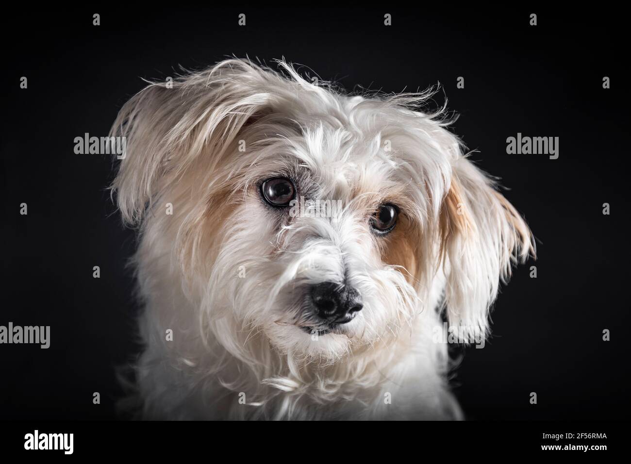Mixed-breed dog against black background Stock Photo