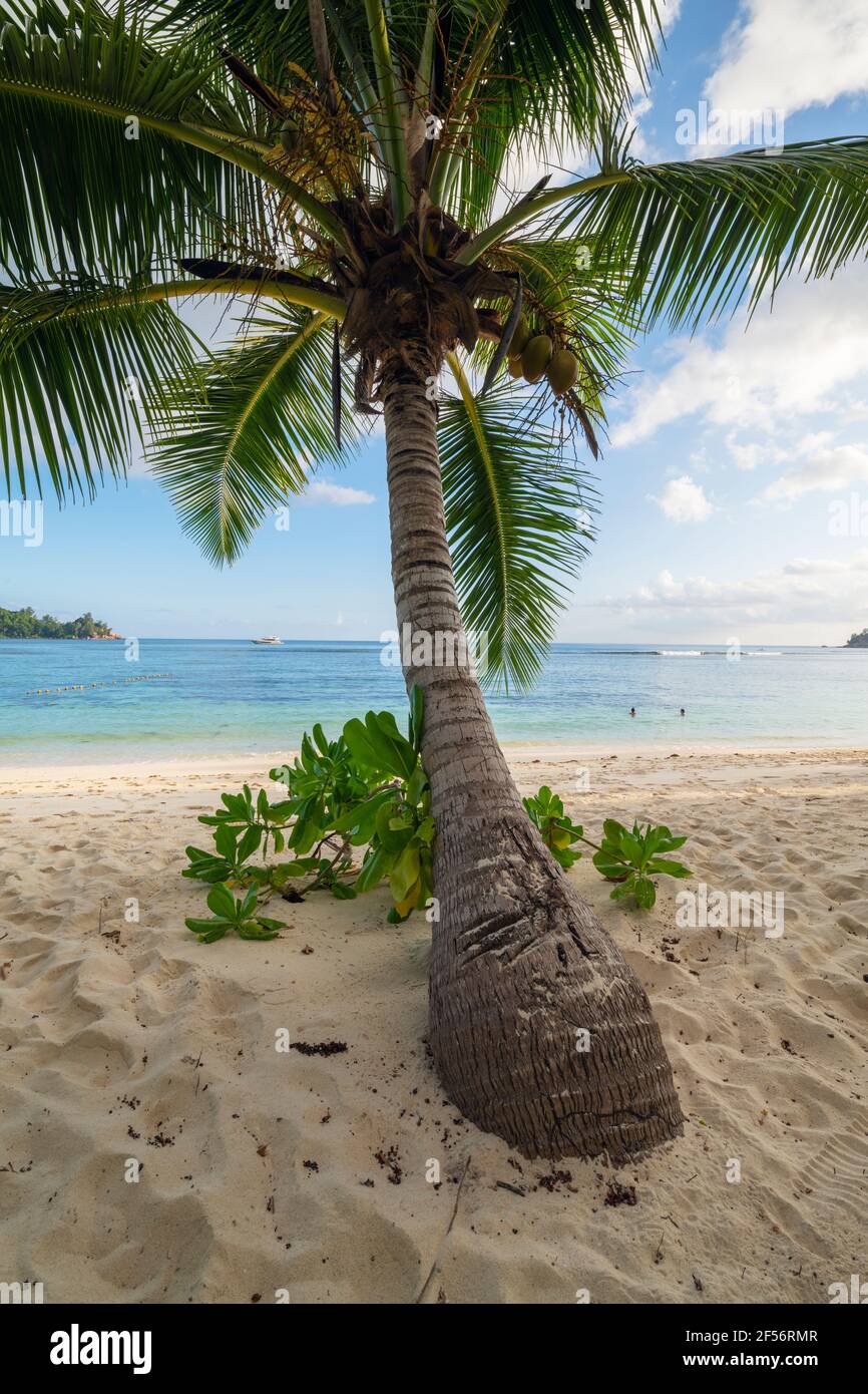 Palm tree growing on Baie Lazare beach in summer Stock Photo Alamy