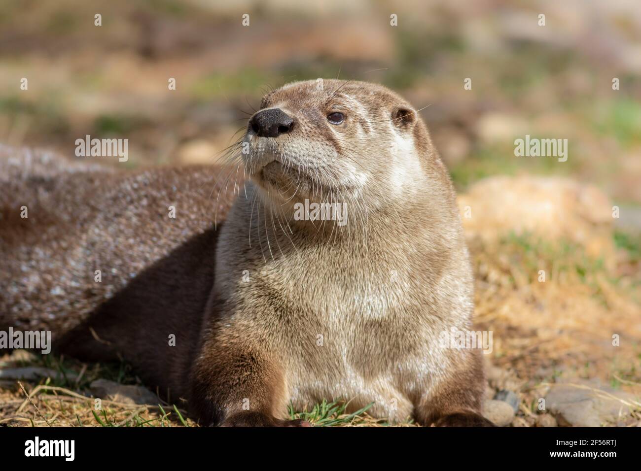 Adorable North American River Otter (Lontra canadensis) basks in morning sun Stock Photo