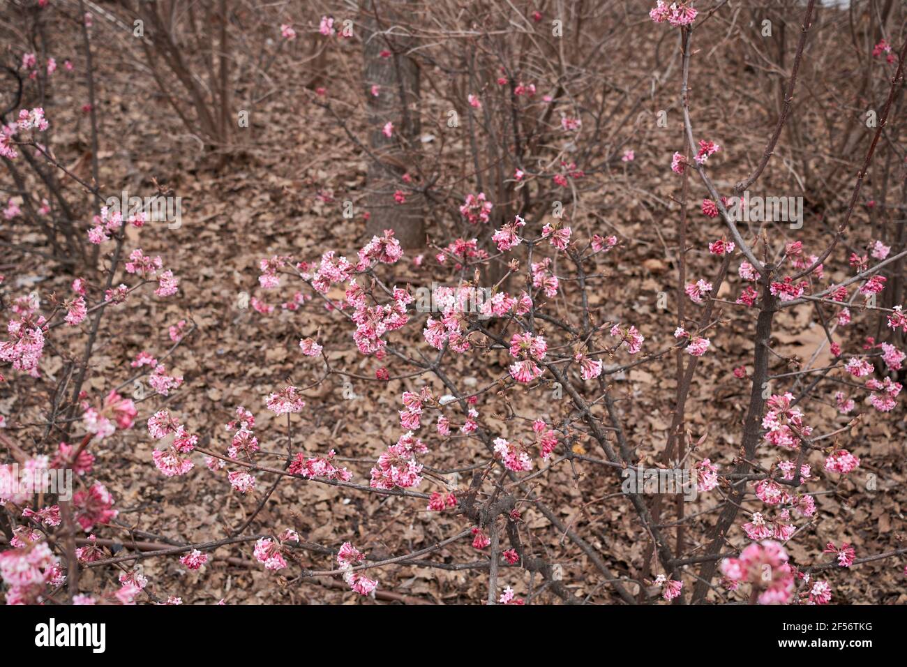 Viburnum farreri pink inflorescence Stock Photo