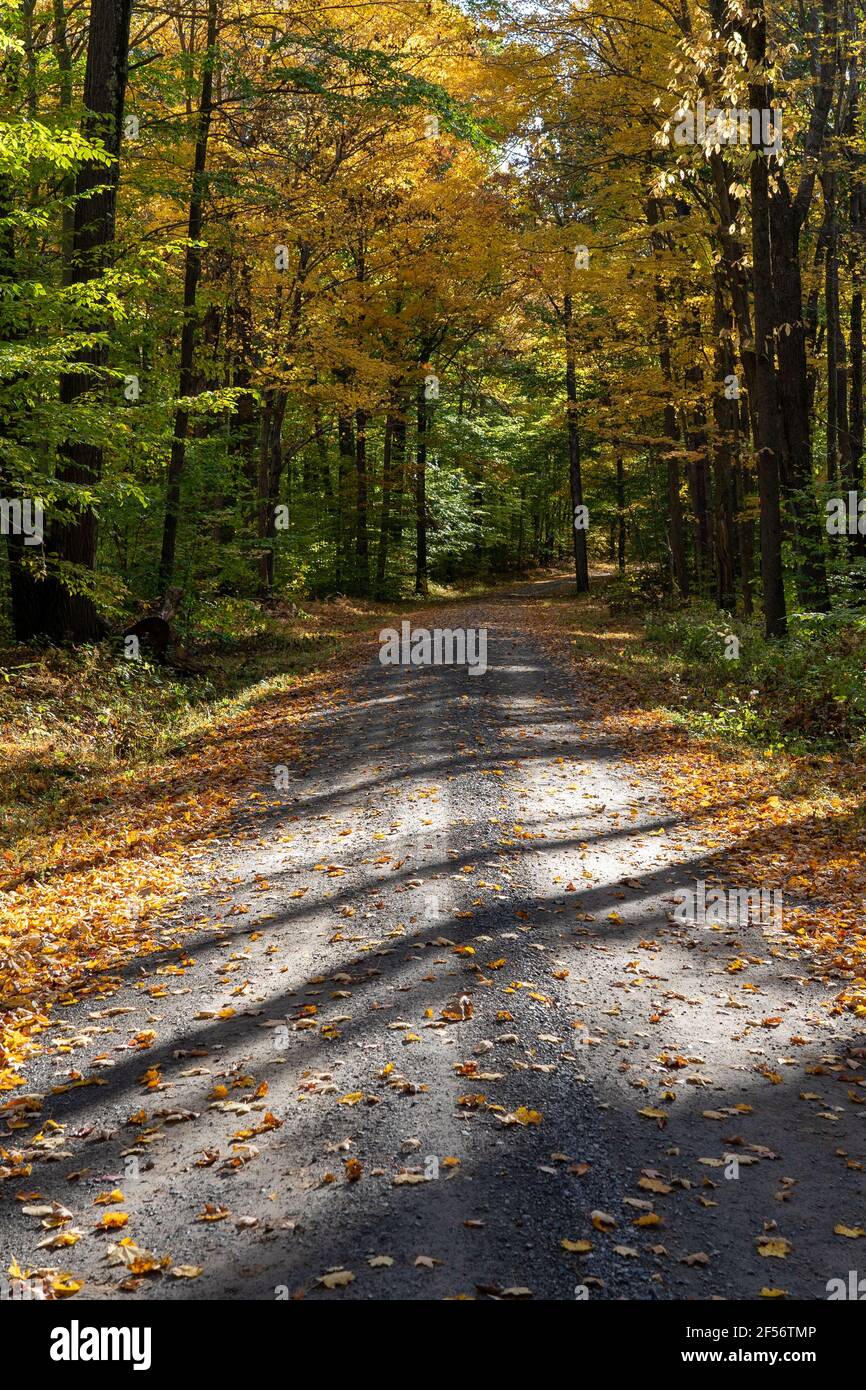 Vertical shot road covered hi-res stock photography and images - Alamy