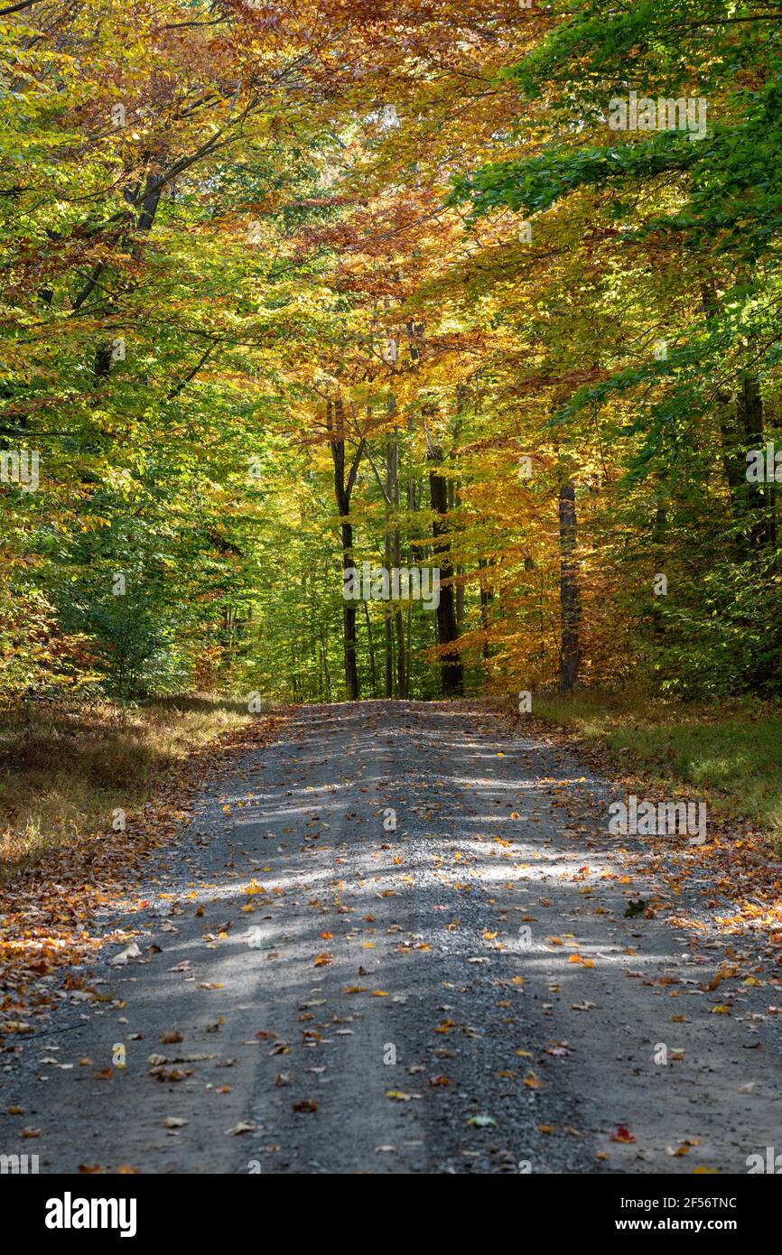 Vertical shot road covered hi-res stock photography and images - Alamy