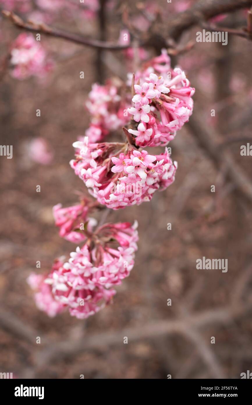 Viburnum farreri pink inflorescence Stock Photo