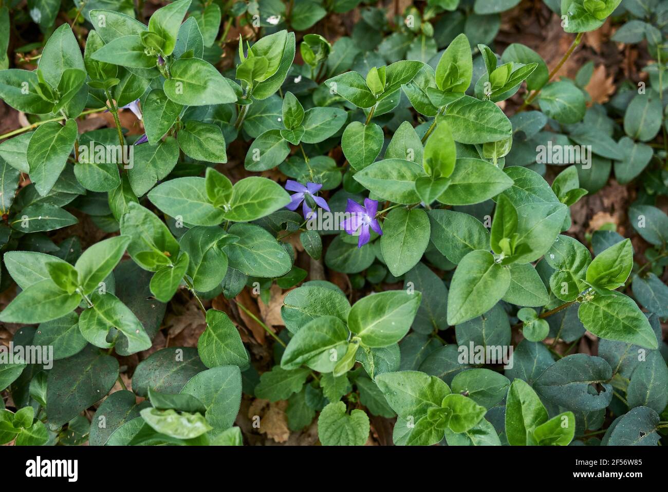 Vinca major leaves and flower close up Stock Photo Alamy