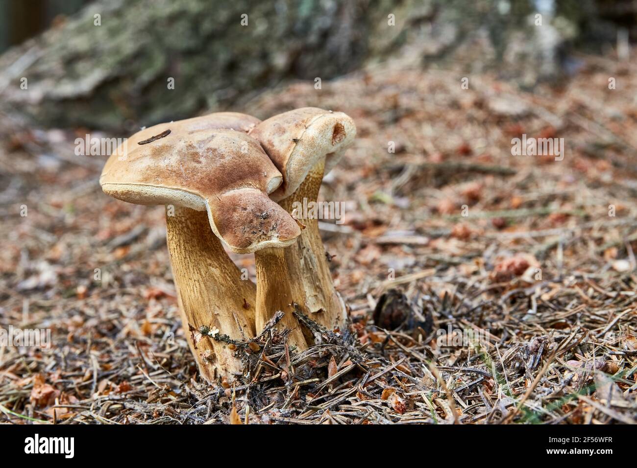 Tylopilus felleus - inedible mushroom. Fungus in the natural environment. English: bitter bolete, bitter tylopilus Stock Photo