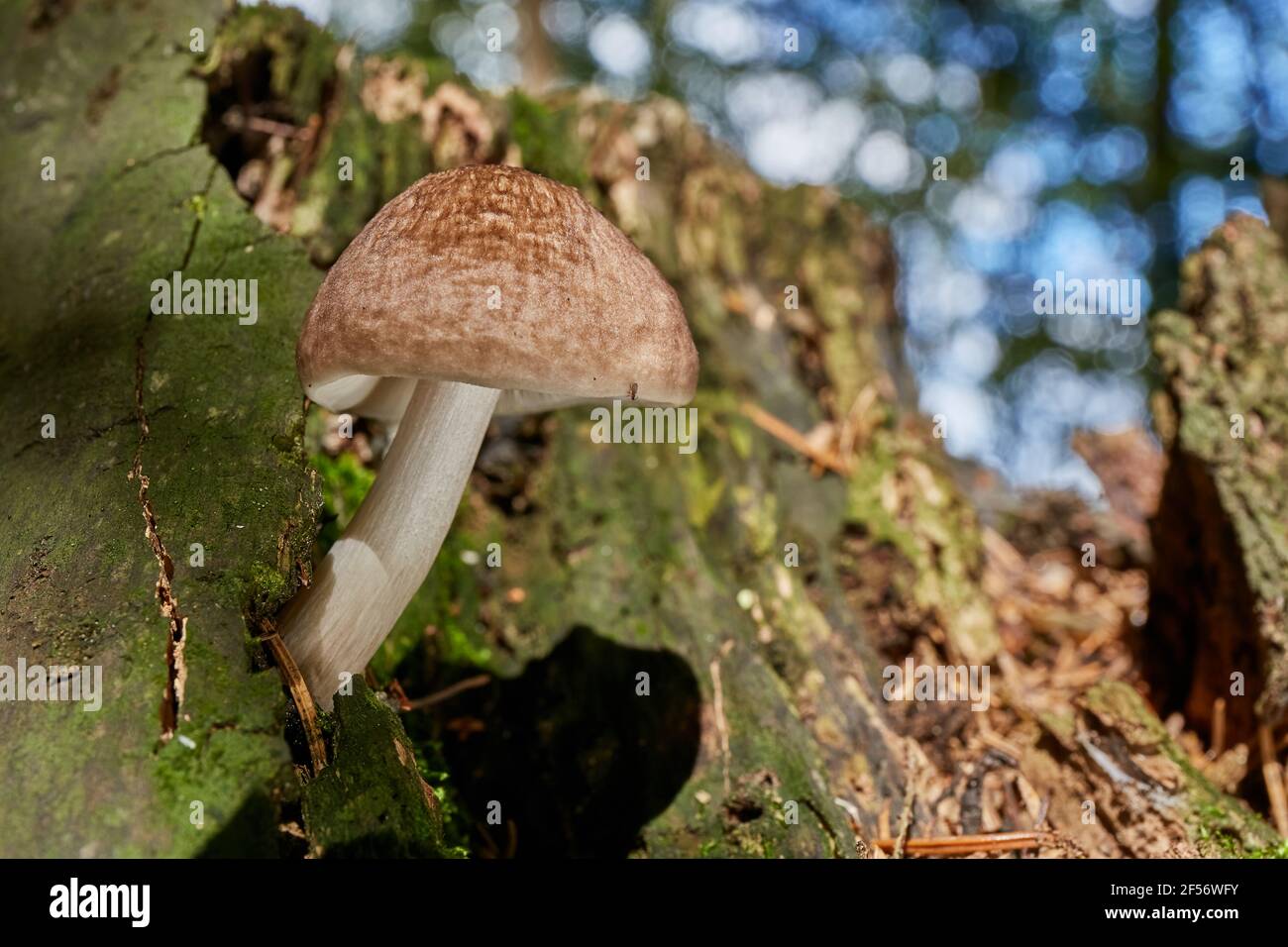 Pluteus depauperatu - inedible mushrooms. Fungus in the natural environment. Stock Photo