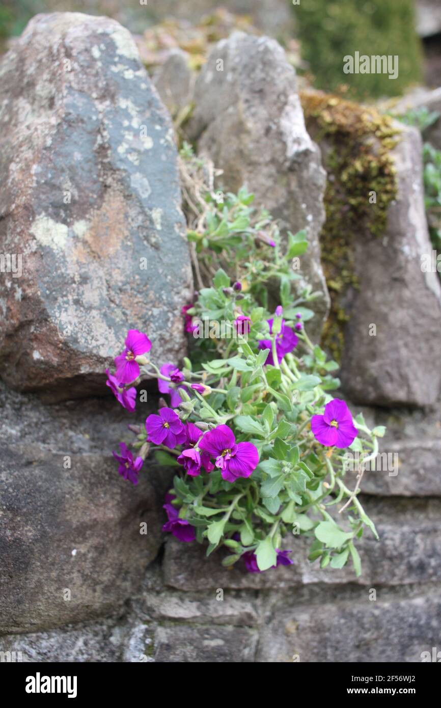 Delicate purple lobelia, rocks and green moss. Summer blooms, nature and outdoor green spaces. Purple plants and flowers, purple in nature. Stock Photo