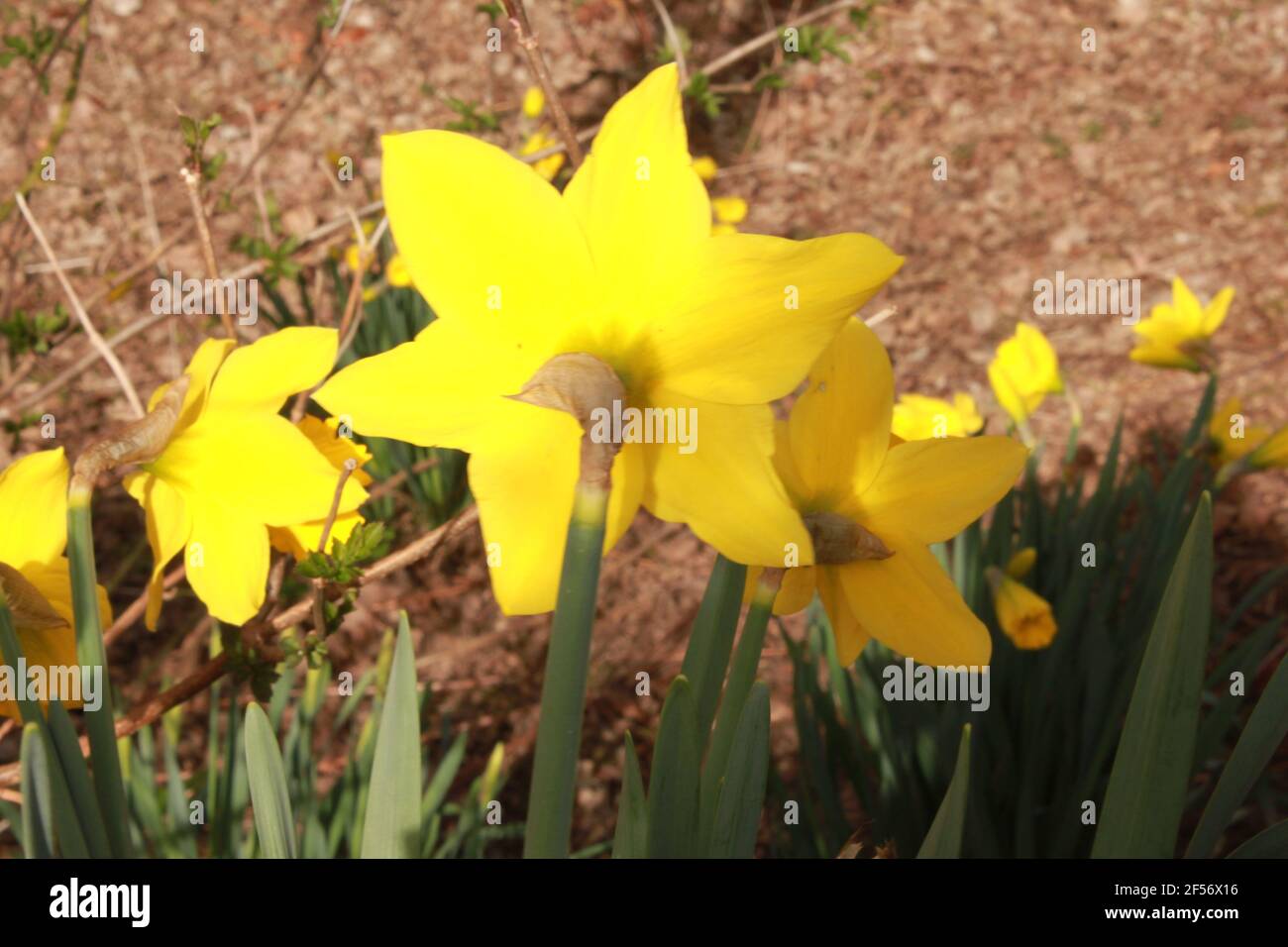 Rear view photograph of Daffodils in a public space. Images of spring and images of Easter. Bright and vibrant yellow spring flowers. Sunny spring day. Stock Photo