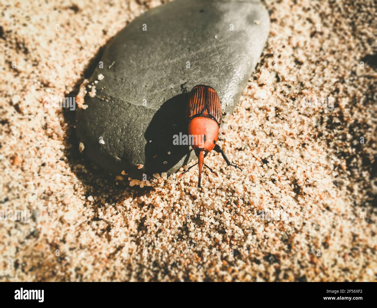 Rhynchophorus ferrugineus hi-res stock photography and images - Alamy