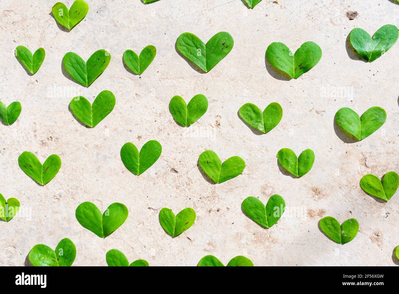 Green heart shaped leaves on cement Stock Photo
