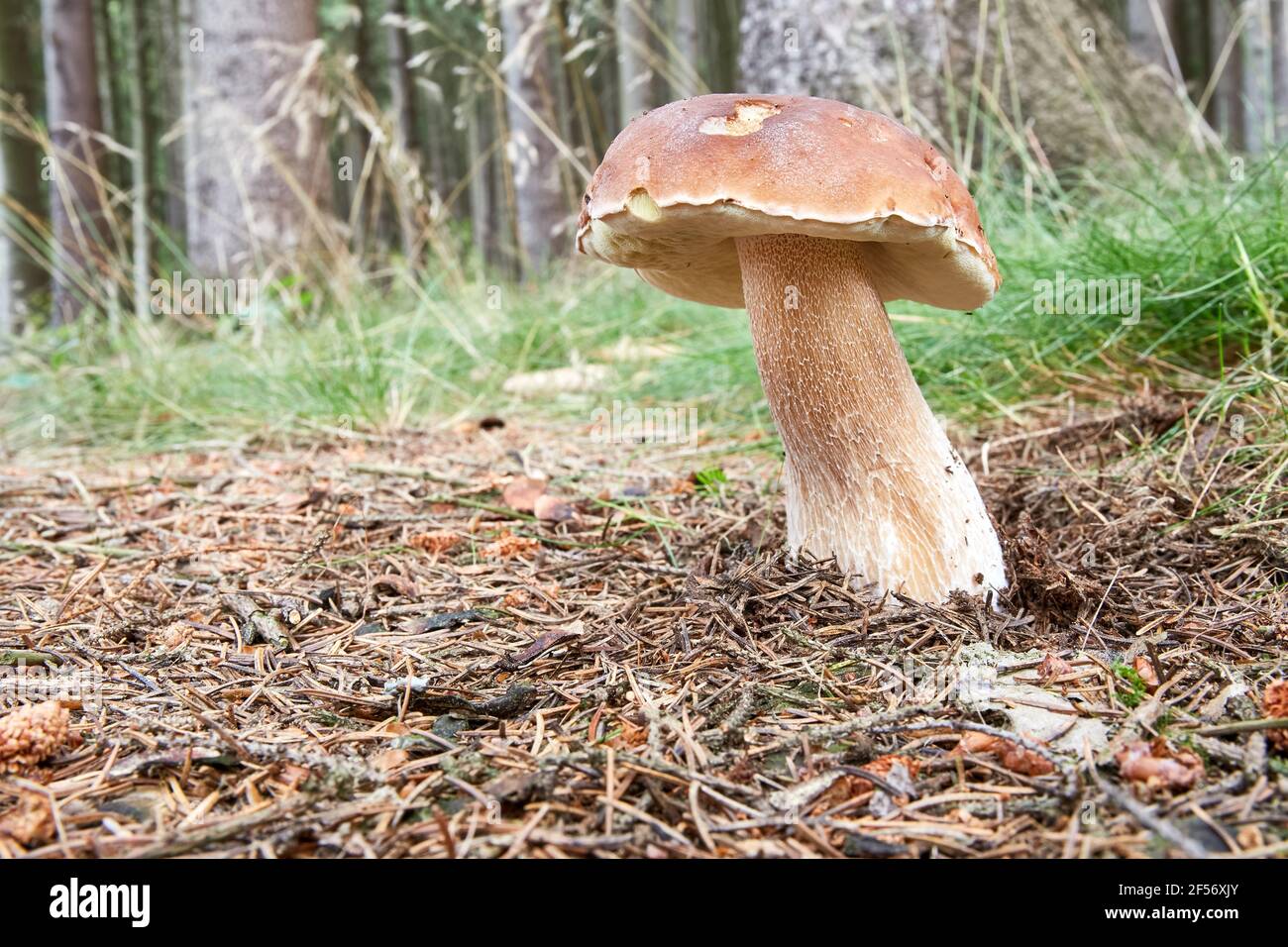 Boletus edulis edible mushroom. Fungus in the natural environment