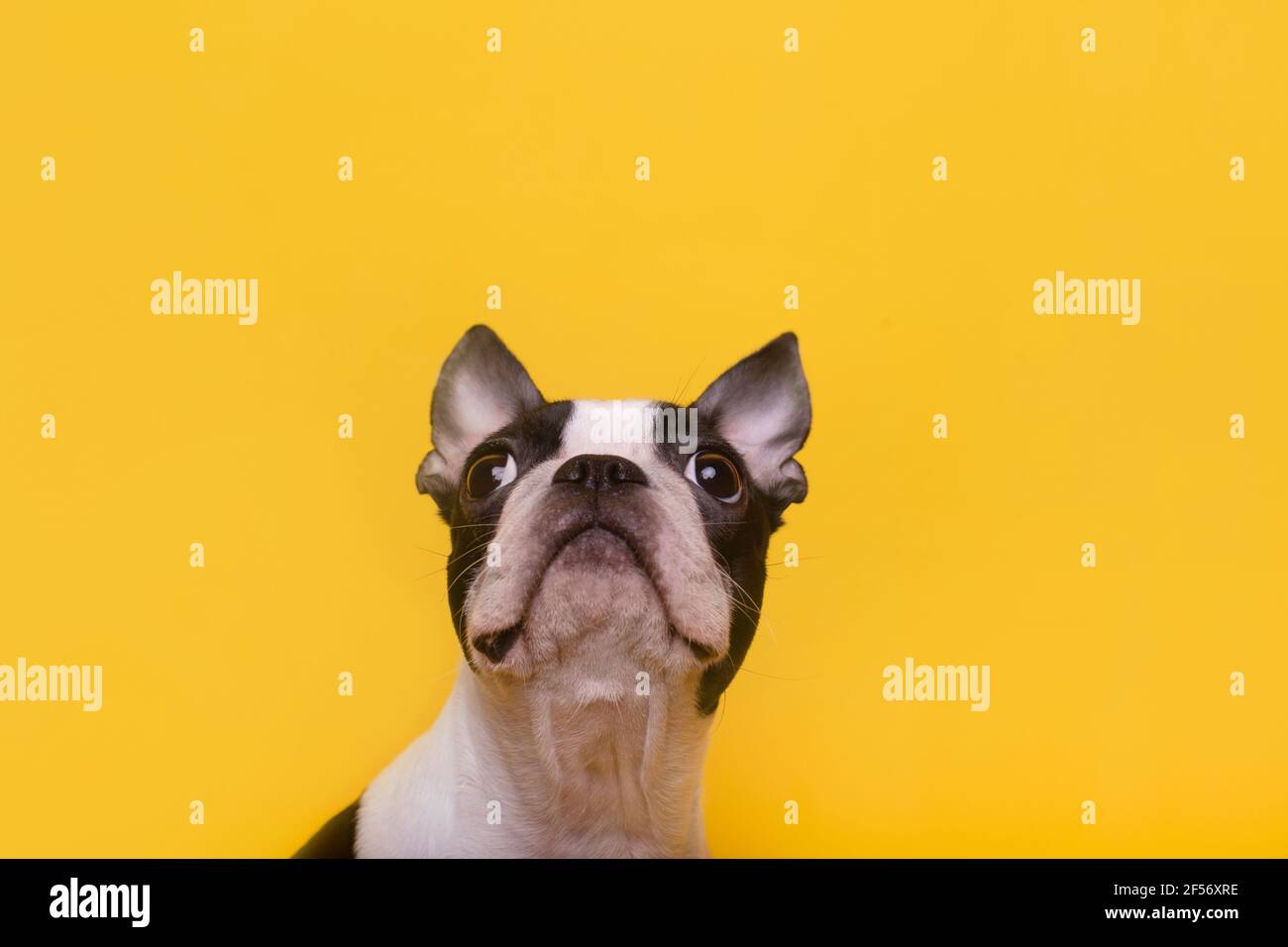 Head of Boston Terrier puppy looking up Stock Photo