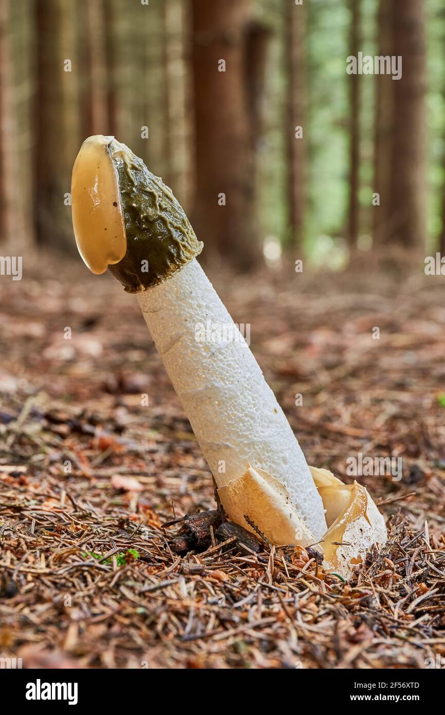 Phallus impudicus - inedible mushroom. Fungus in the natural environment with insects on the top. English: common stinkhorn Stock Photo