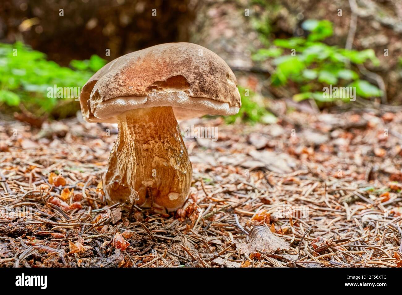 Tylopilus felleus - Mushroom. Fungus in the natural environment. English: bitter bolete, bitter tylopilus Stock Photo