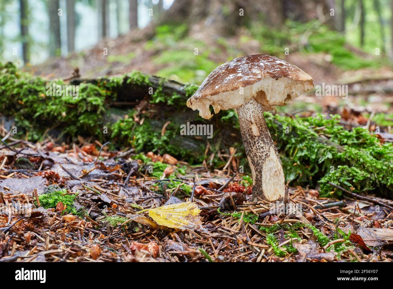 Leccinum scabrum - edible mushroom. Fungus in the natural environment. English: rough-stemmed bolete, scaber stalk, birch bolete Stock Photo