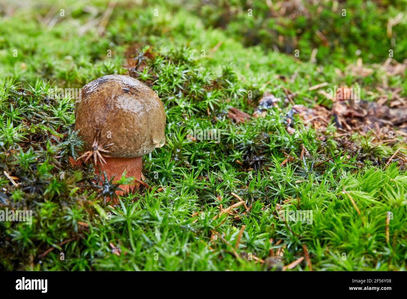 Neoboletus luridiformis known as  Boletus luridiformis - edible mushroom. Fungus in the natural environment. English: dotted stem bolete Stock Photo