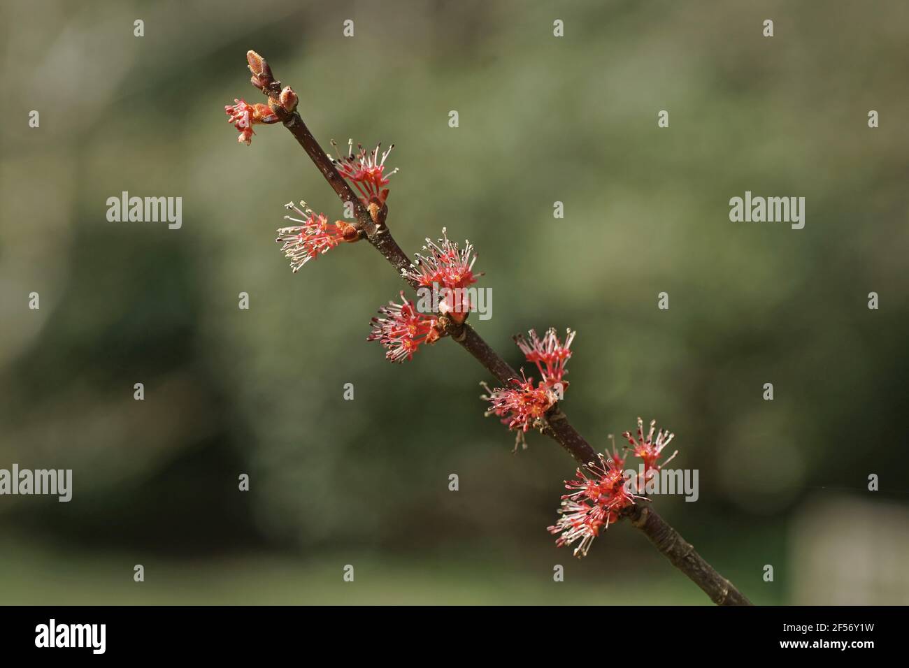 Flowers of Acer rubrum Stock Photo