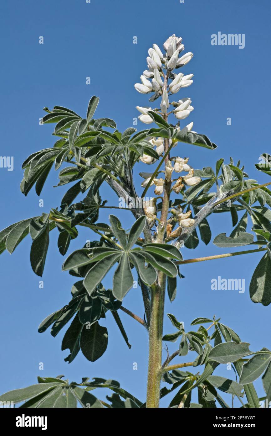 flowers and leaves of white lupin plant in bloom, Lupinus albus, Fabaceae Stock Photo