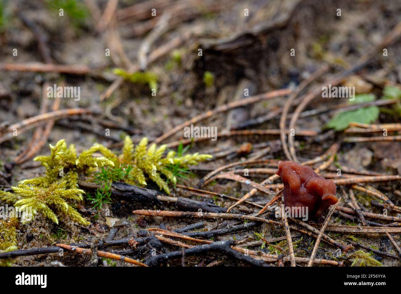 Close up of tiny gyromitra mushroom. Closeup of single poisonous mushroom gyromitra esculenta in the forest. Stock Photo