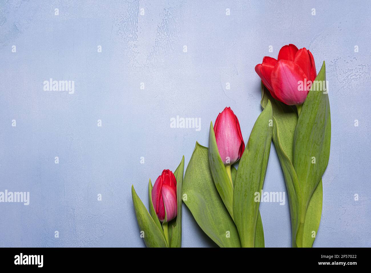 Three bright red and pink spring tulips with green leaves on blue textured concrete. Seasonal background with fresh natural flower flat lay and copy s Stock Photo