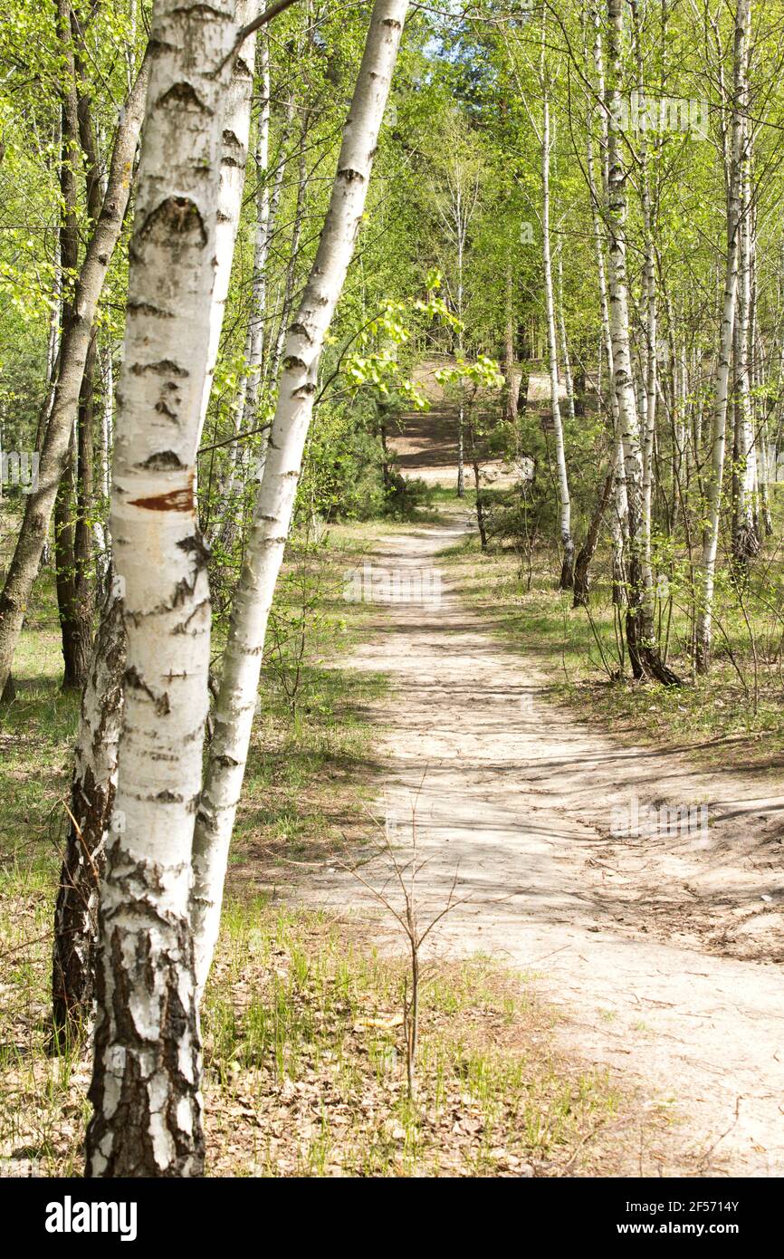 Beautiful view of the birch forest and path in the spring day. Location ...