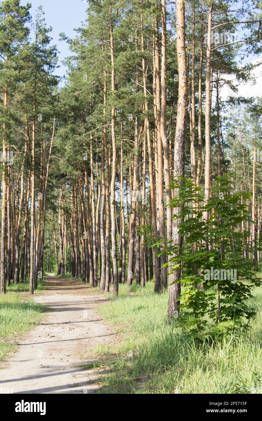 Beautiful view of the pine forest in the summer  day.  Location vertical. Stock Photo