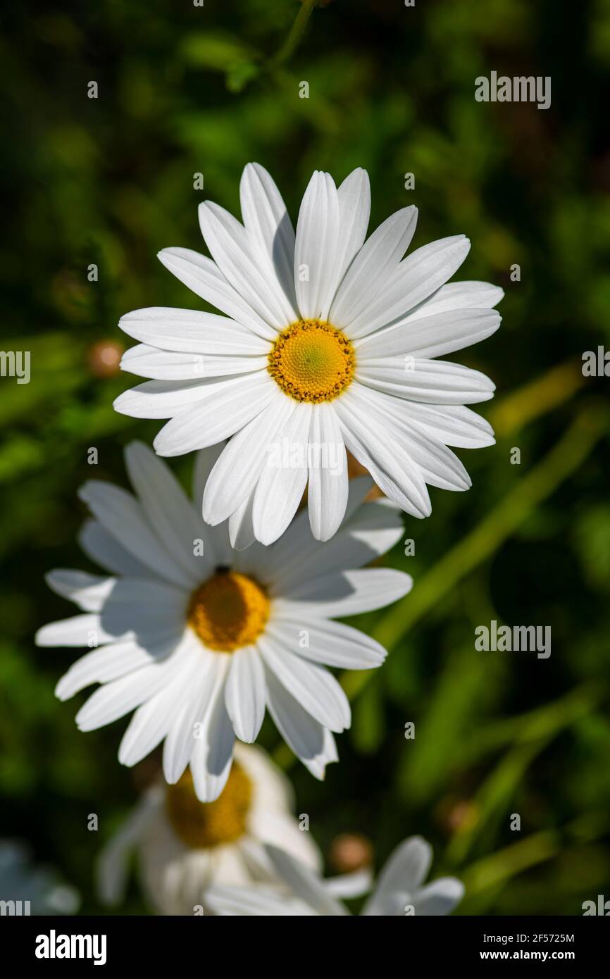 White ox eye daisies in the field,front view, with natural green background. vertical macro photography. Stock Photo