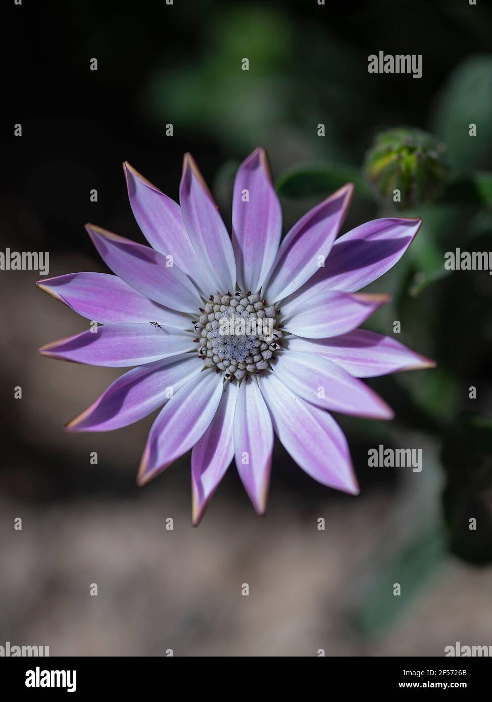 macro photography of purple daisy.close-up aerial photograph. Horizontal photograph, blurred background Stock Photo