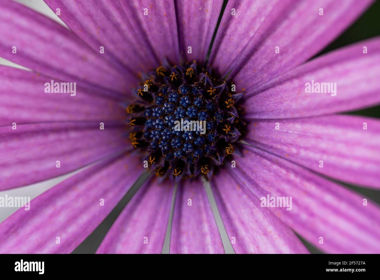 macro photography of purple daisy.close-up aerial photograph. Horizontal photograph Stock Photo