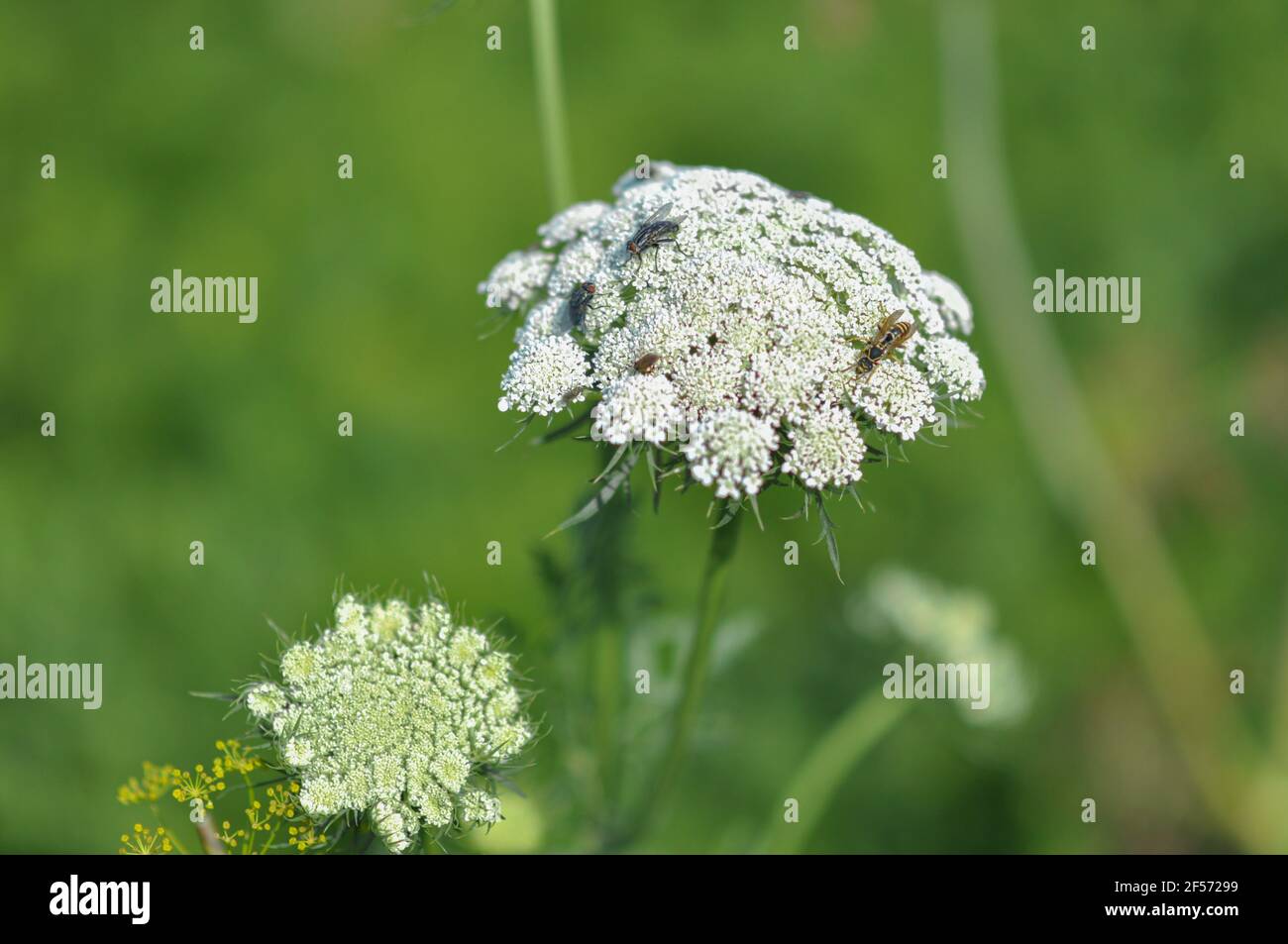 Wild Fennel with white flowers. A wasp and flies sit on a flower Stock