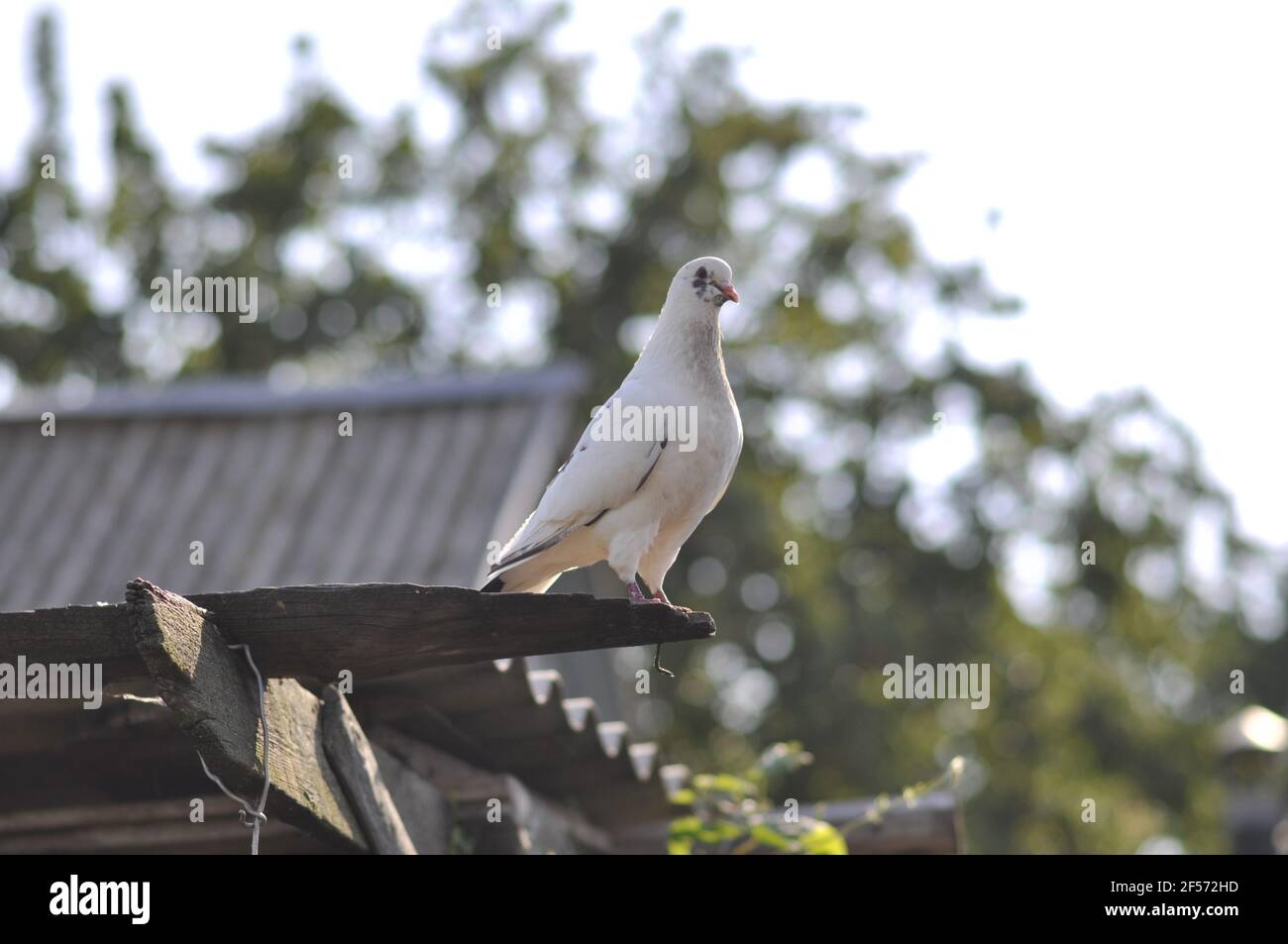 a white pigeon sits on a wooden plank above the ground. Stock Photo