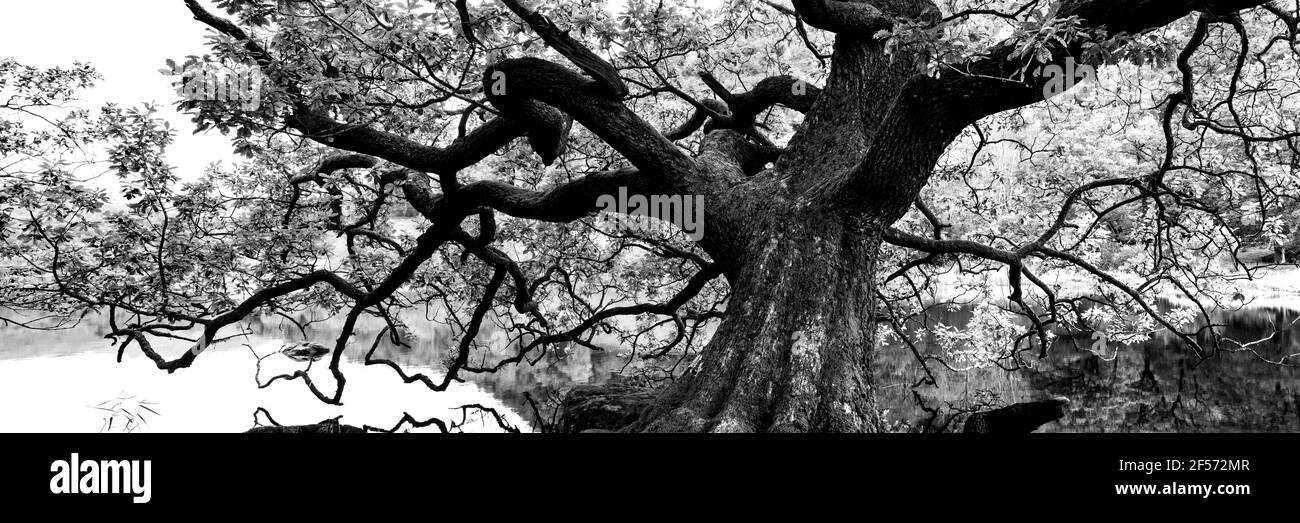 Oak Tree in Black and white Stock Photo - Alamy