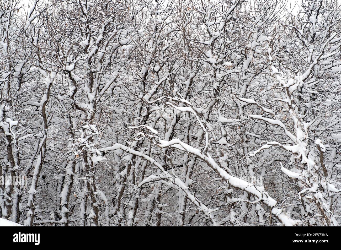 Heavy snow on scrub oak trees, from a late Spring snowstorm in Colorado Springs., Colorado. Stock Photo