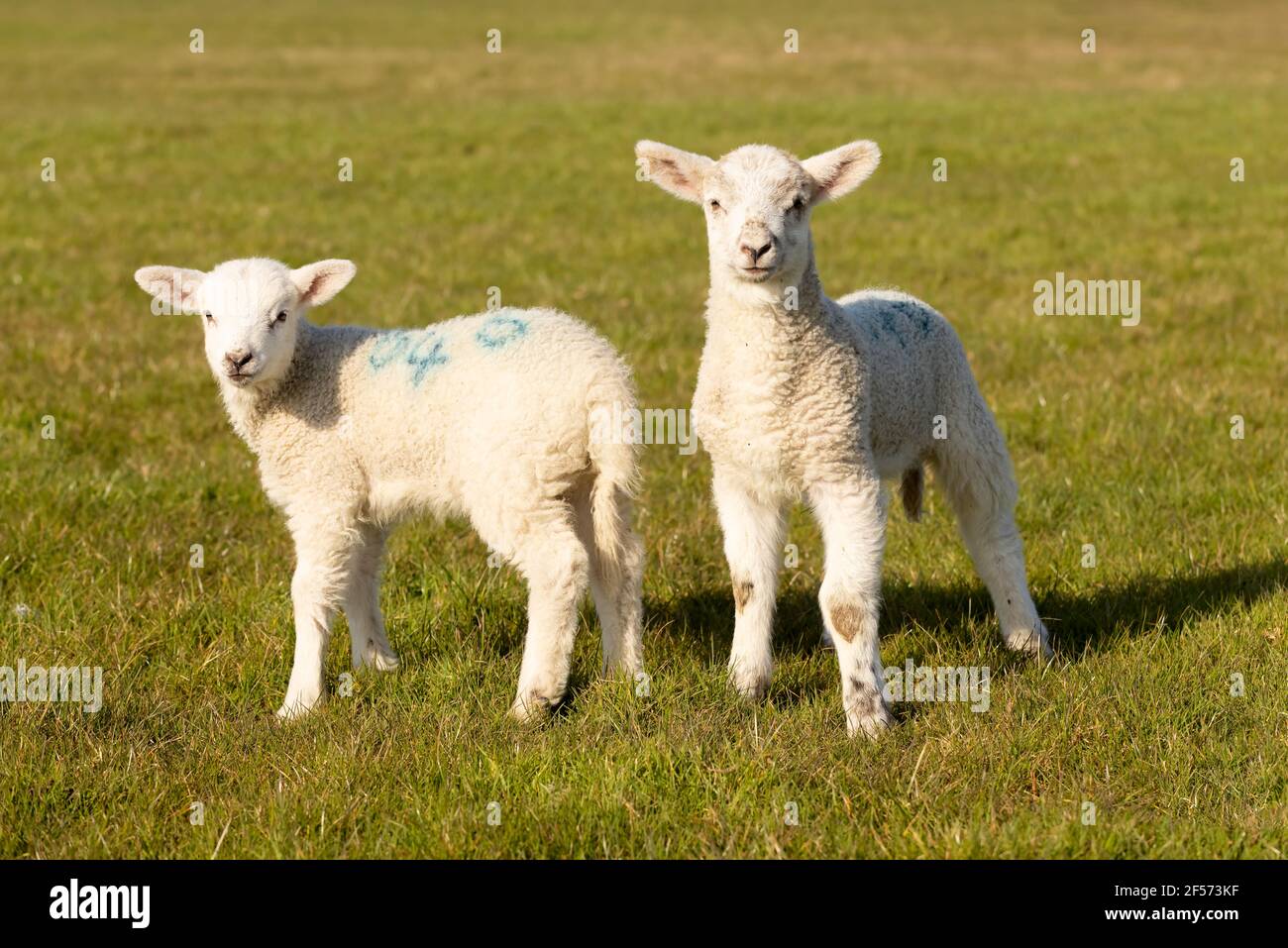 Two young lambs isolated in a field looking to camera. Hertfordshire. UK Stock Photo