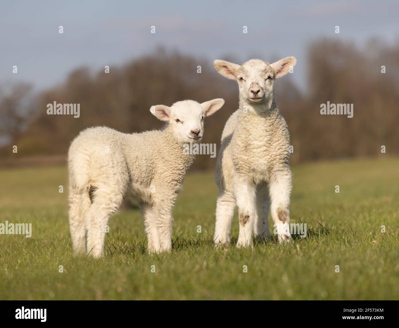 Two young lambs isolated in a field looking to camera. Hertfordshire. UK Stock Photo