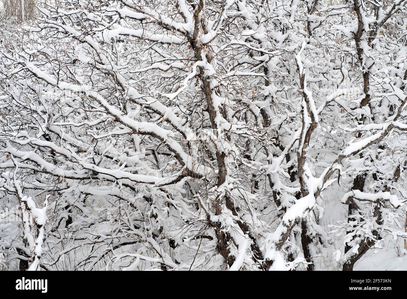 Heavy snow on scrub oak trees, from a late Spring snowstorm in Colorado Springs., Colorado. Stock Photo